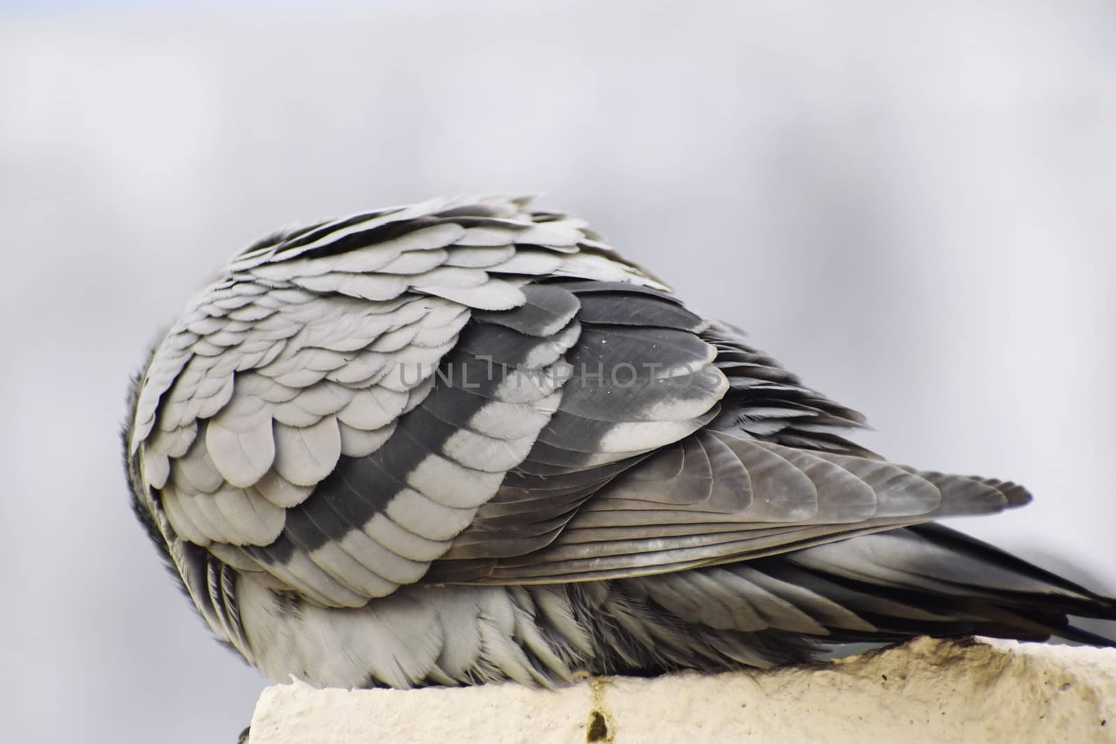 A pigeon siting on wall of my roof by ravindrabhu165165@gmail.com