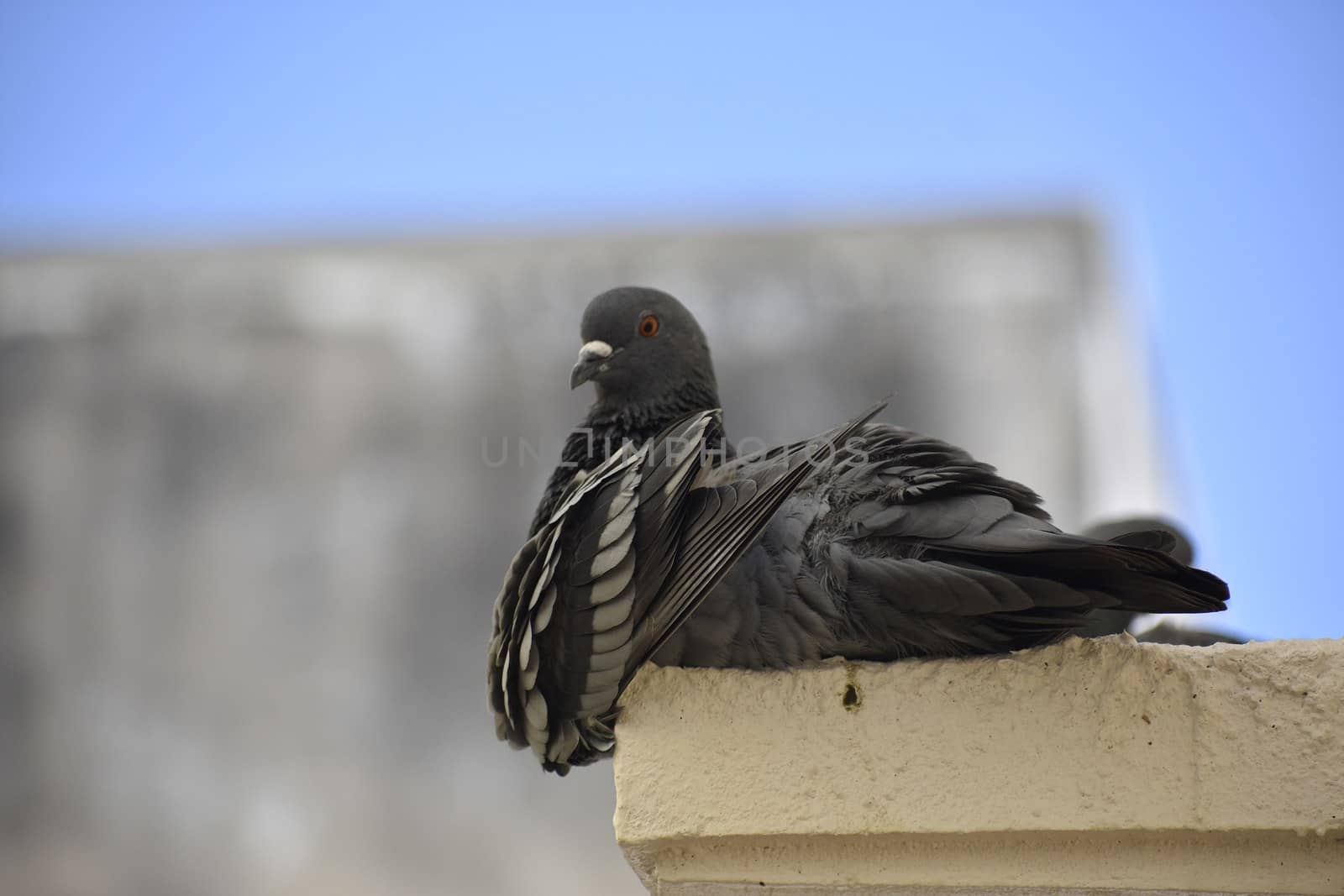 A pigeon siting on wall of my roof