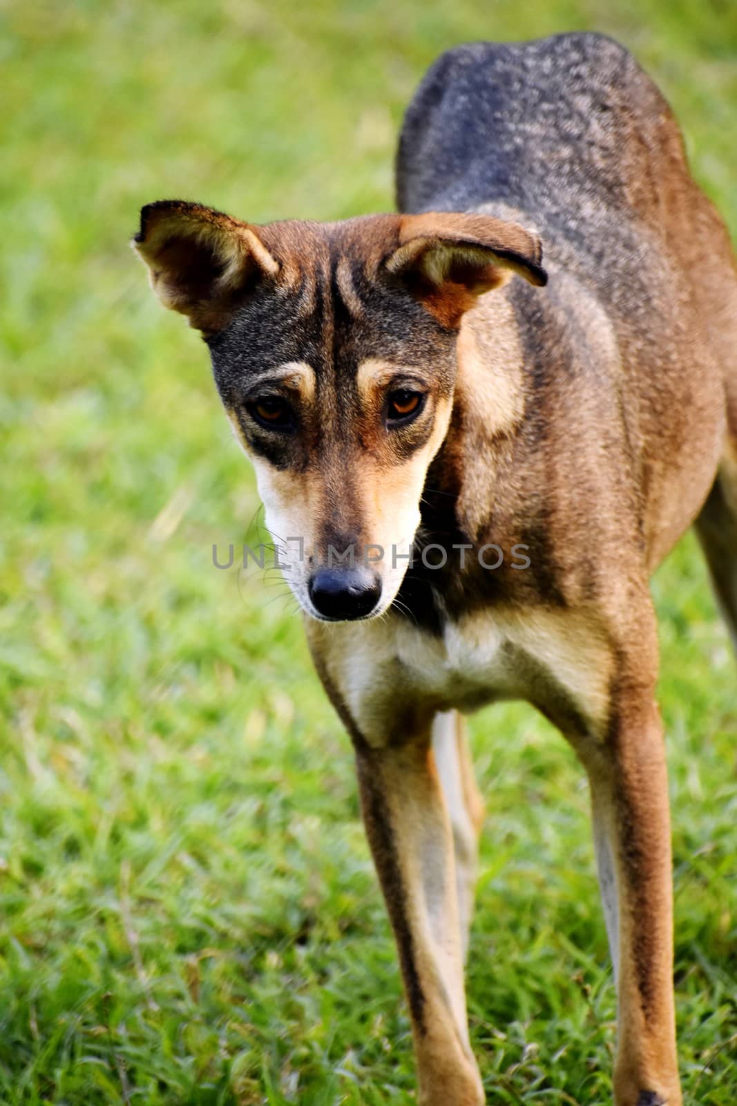 A black dog by ravindrabhu165165@gmail.com