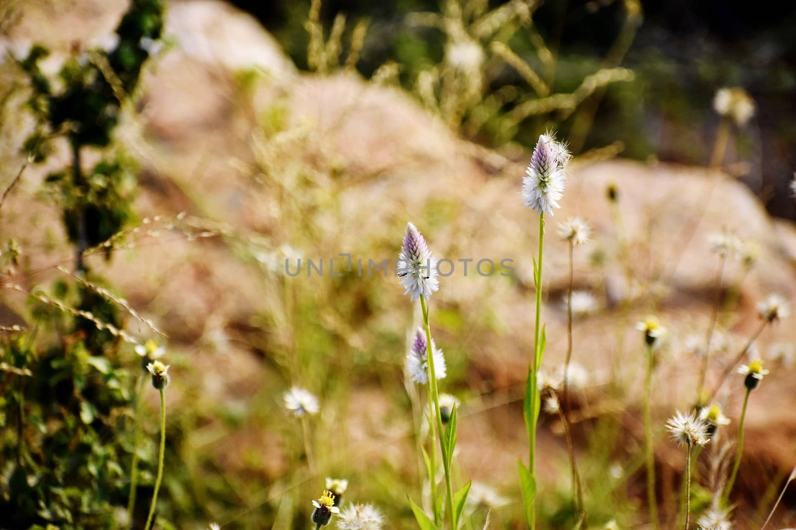 Snap of white flowers by ravindrabhu165165@gmail.com