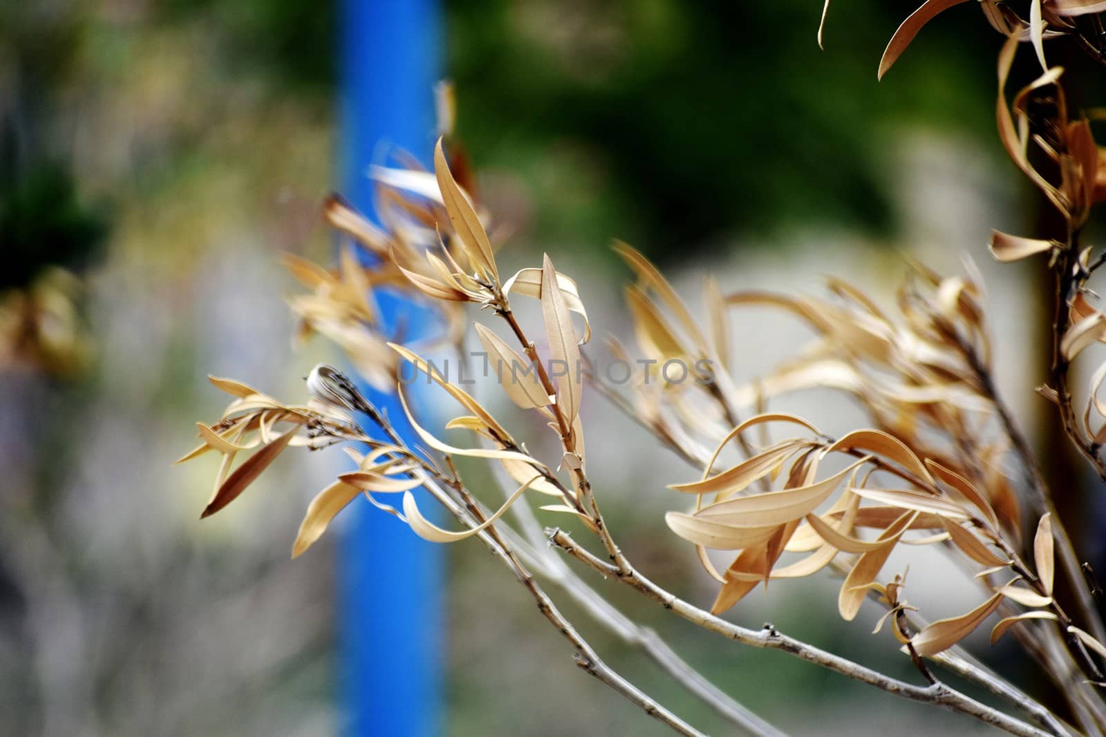 Snap of Dry Leaves by ravindrabhu165165@gmail.com