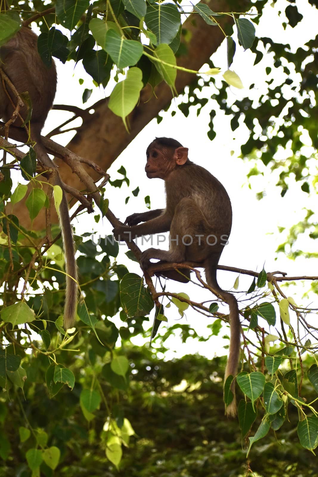 A Monkey by ravindrabhu165165@gmail.com