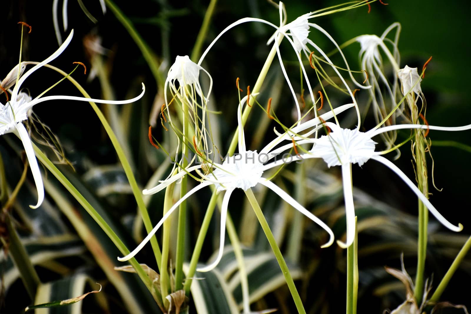 White flowers by ravindrabhu165165@gmail.com