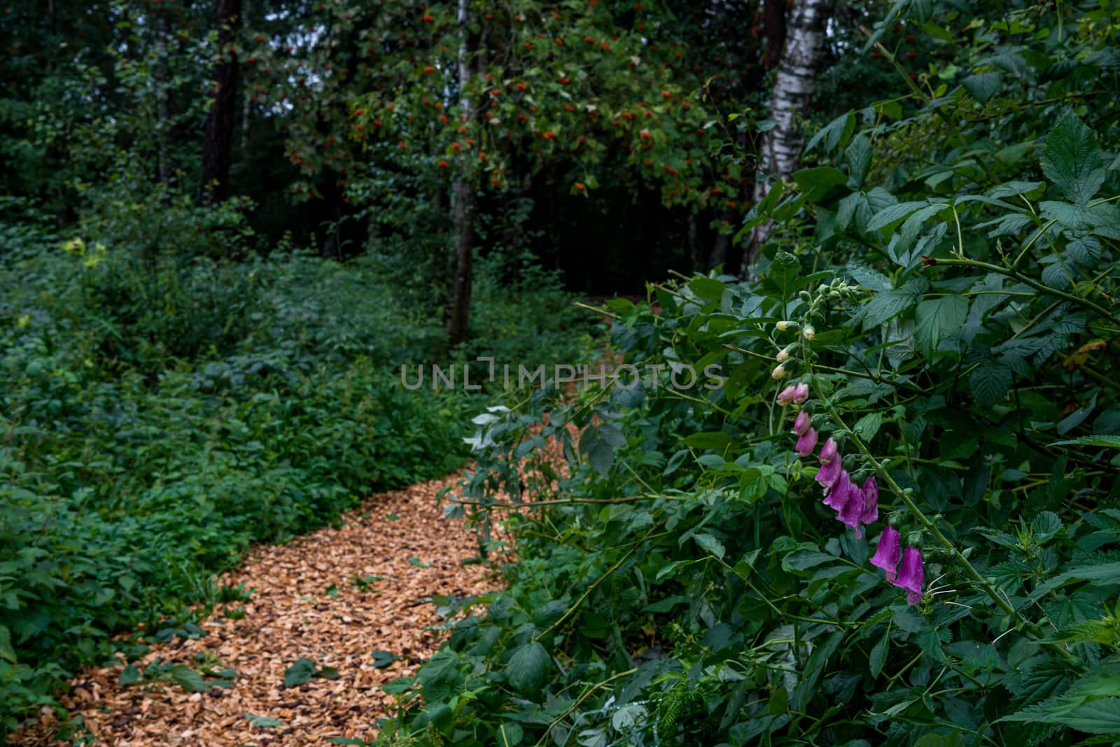 Nature reserve Wilhelmsdorf Pfrunger Ried in Upper Swabia by mindscapephotos