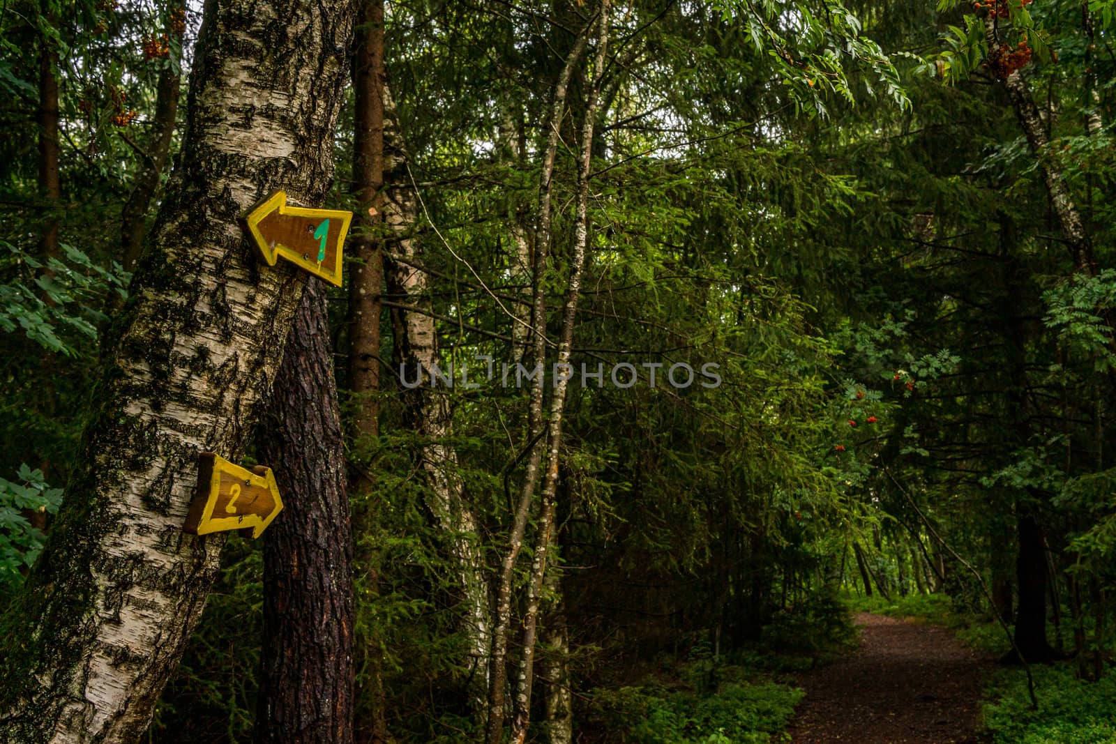 The beautiful nature reserve Wilhelmsdorf Pfrunger Ried in Upper Swabia near Ravensburg and Lake Constance