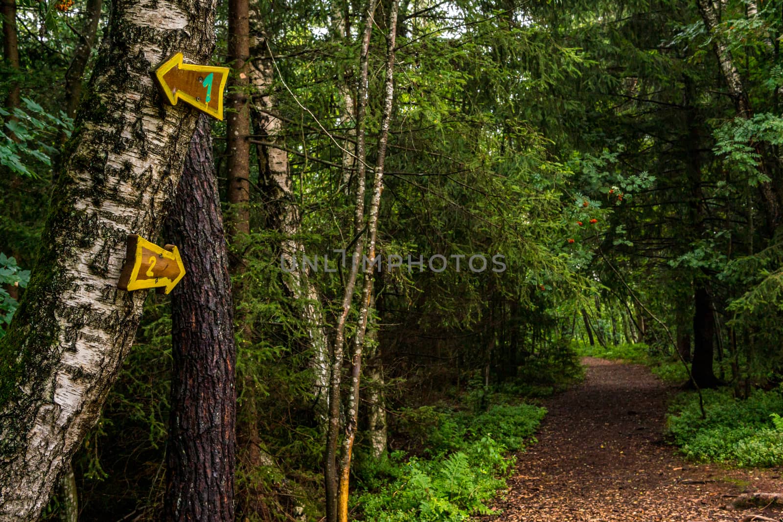 The beautiful nature reserve Wilhelmsdorf Pfrunger Ried in Upper Swabia near Ravensburg and Lake Constance