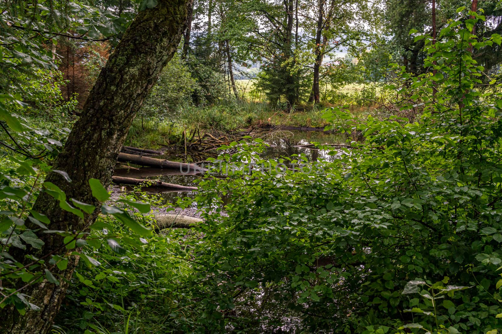 Nature reserve Wilhelmsdorf Pfrunger Ried in Upper Swabia by mindscapephotos