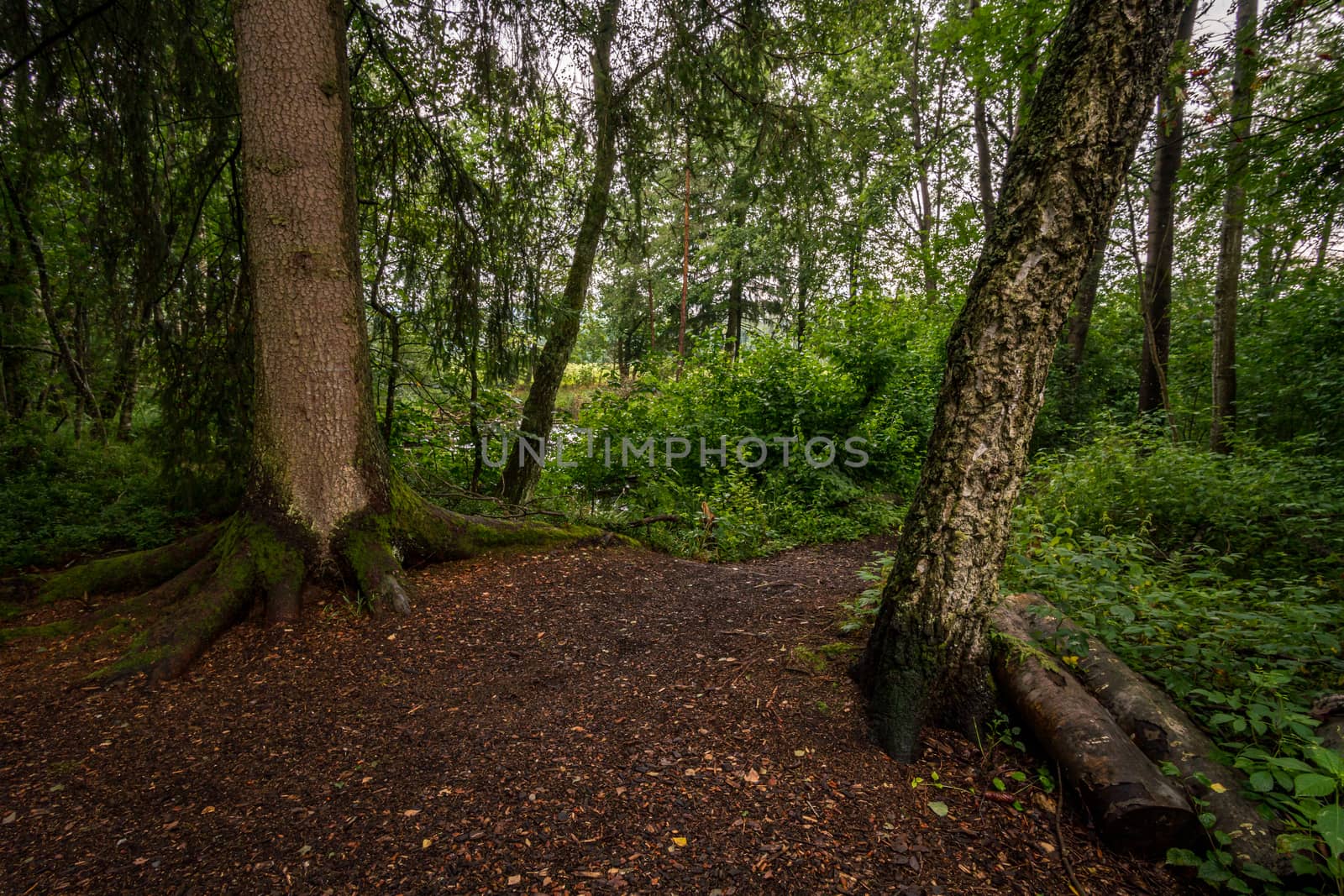 Nature reserve Wilhelmsdorf Pfrunger Ried in Upper Swabia by mindscapephotos