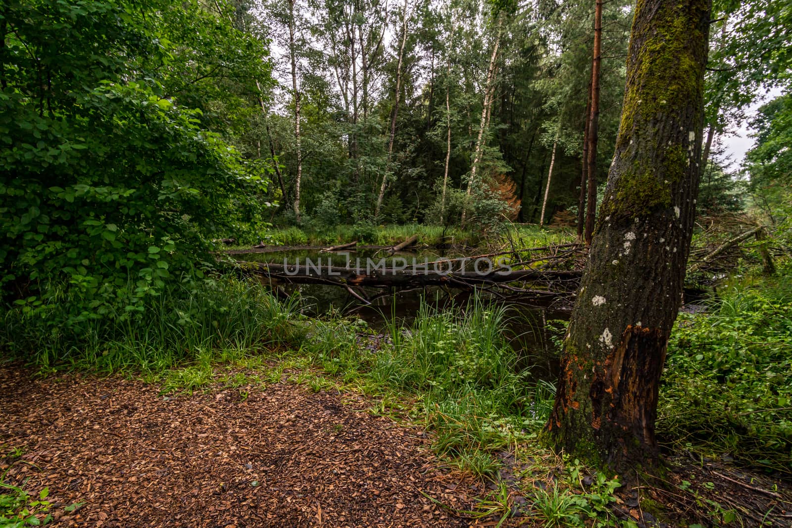 Nature reserve Wilhelmsdorf Pfrunger Ried in Upper Swabia by mindscapephotos