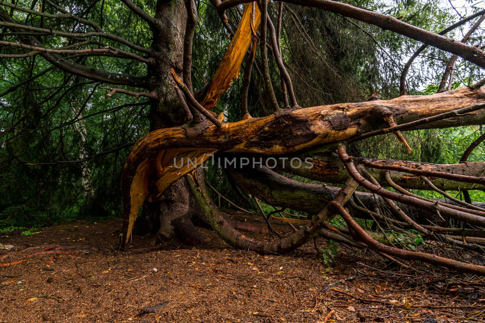 Nature reserve Wilhelmsdorf Pfrunger Ried in Upper Swabia by mindscapephotos