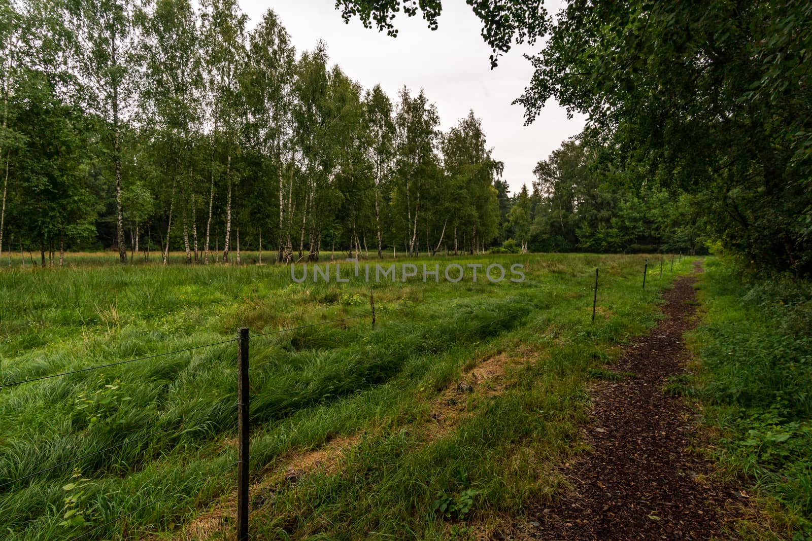 The beautiful nature reserve Wilhelmsdorf Pfrunger Ried in Upper Swabia near Ravensburg and Lake Constance