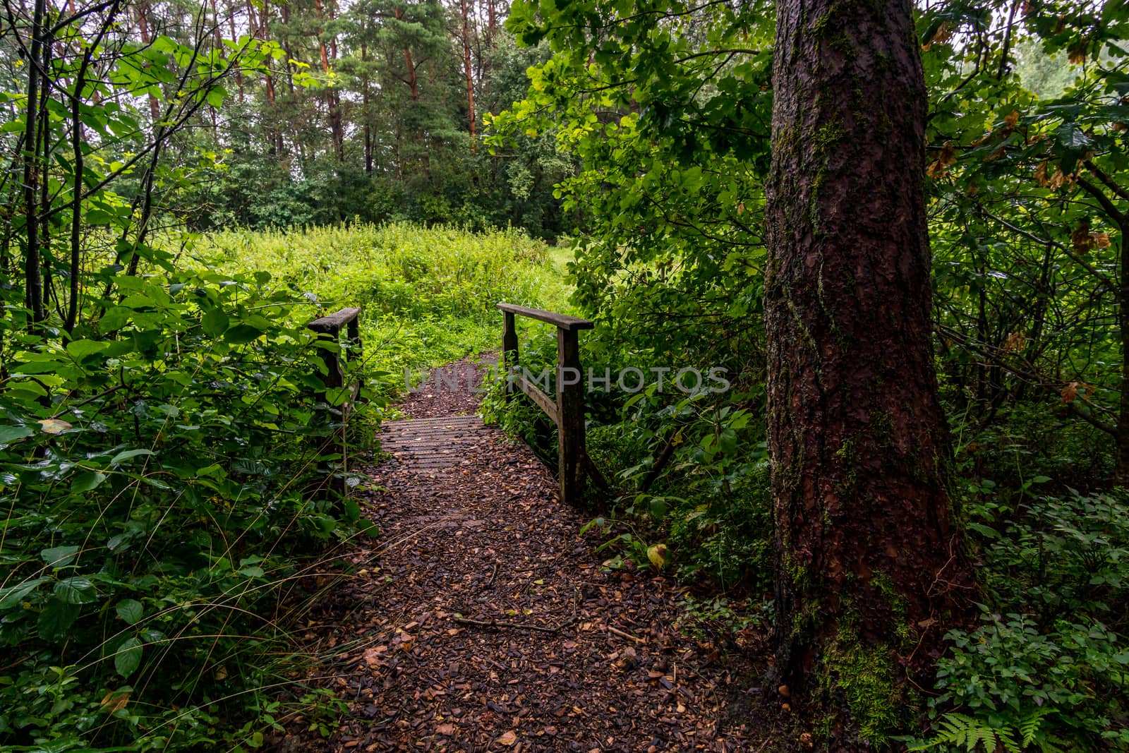 The beautiful nature reserve Wilhelmsdorf Pfrunger Ried in Upper Swabia near Ravensburg and Lake Constance