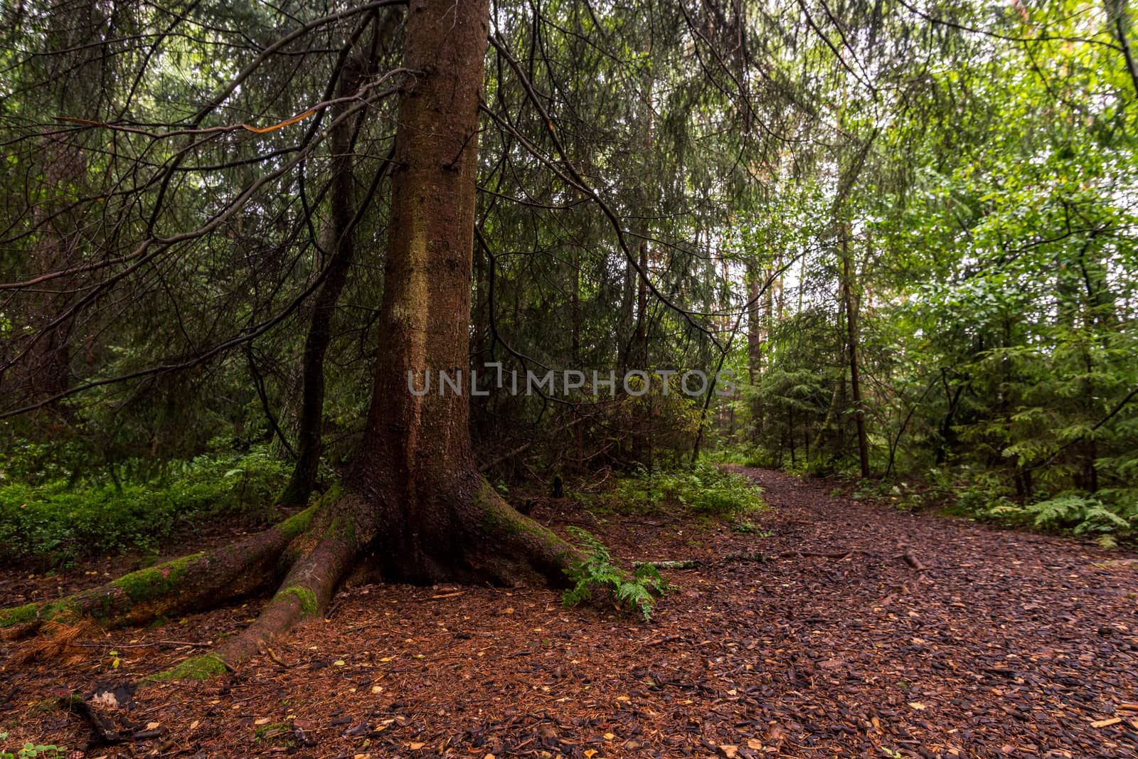 The beautiful nature reserve Wilhelmsdorf Pfrunger Ried in Upper Swabia near Ravensburg and Lake Constance