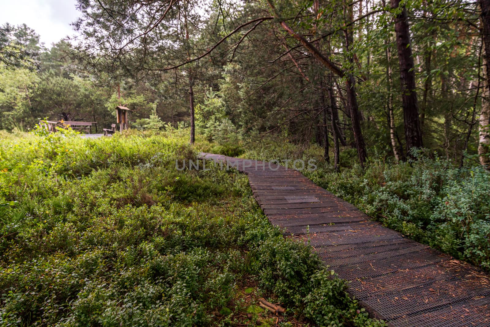 The beautiful nature reserve Wilhelmsdorf Pfrunger Ried in Upper Swabia near Ravensburg and Lake Constance