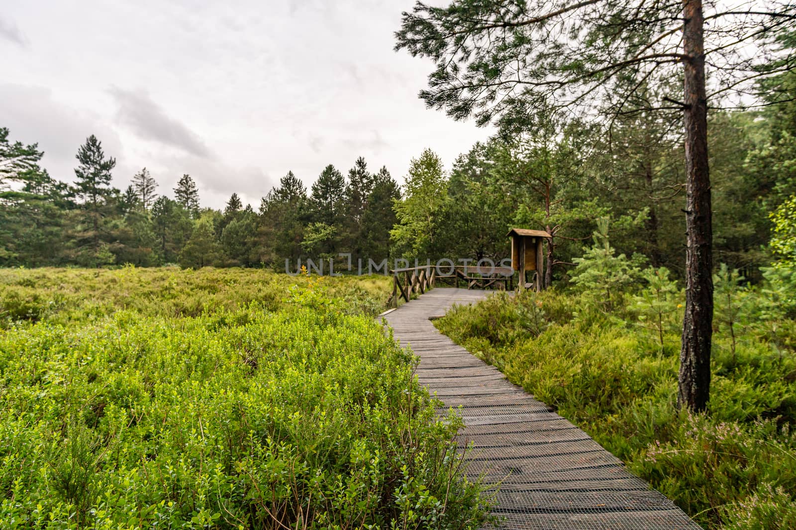 Nature reserve Wilhelmsdorf Pfrunger Ried in Upper Swabia by mindscapephotos