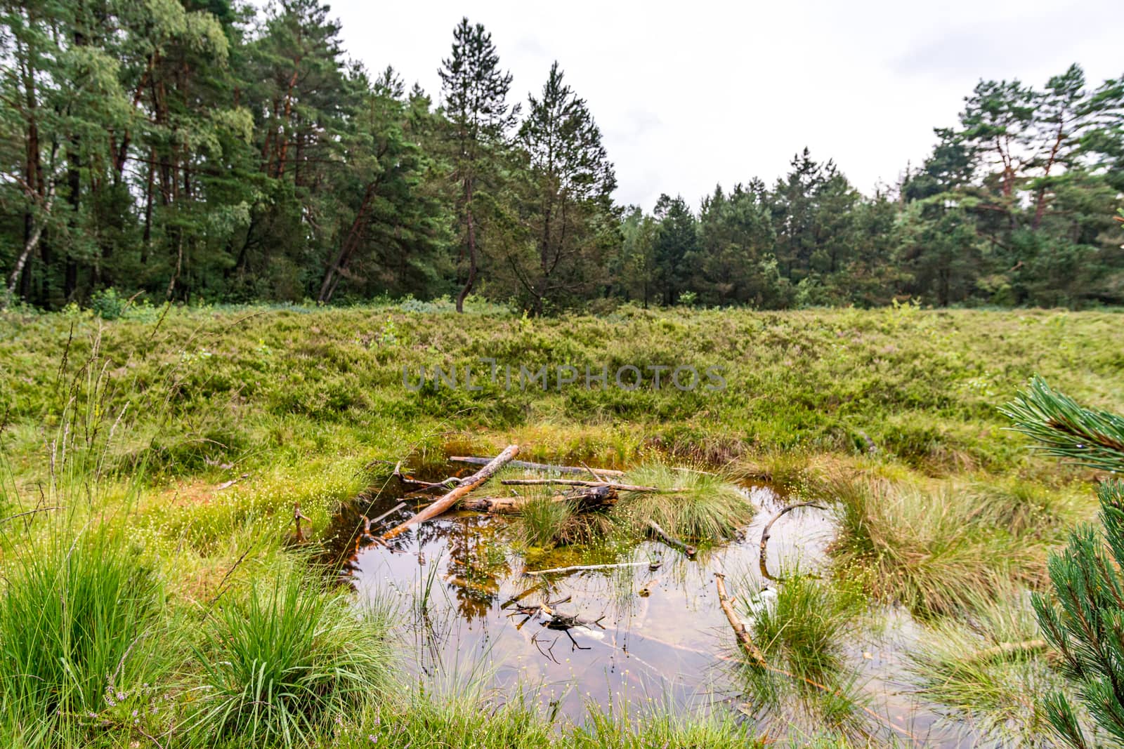 Nature reserve Wilhelmsdorf Pfrunger Ried in Upper Swabia by mindscapephotos