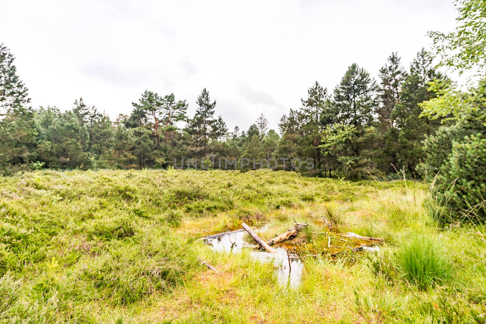 Nature reserve Wilhelmsdorf Pfrunger Ried in Upper Swabia by mindscapephotos