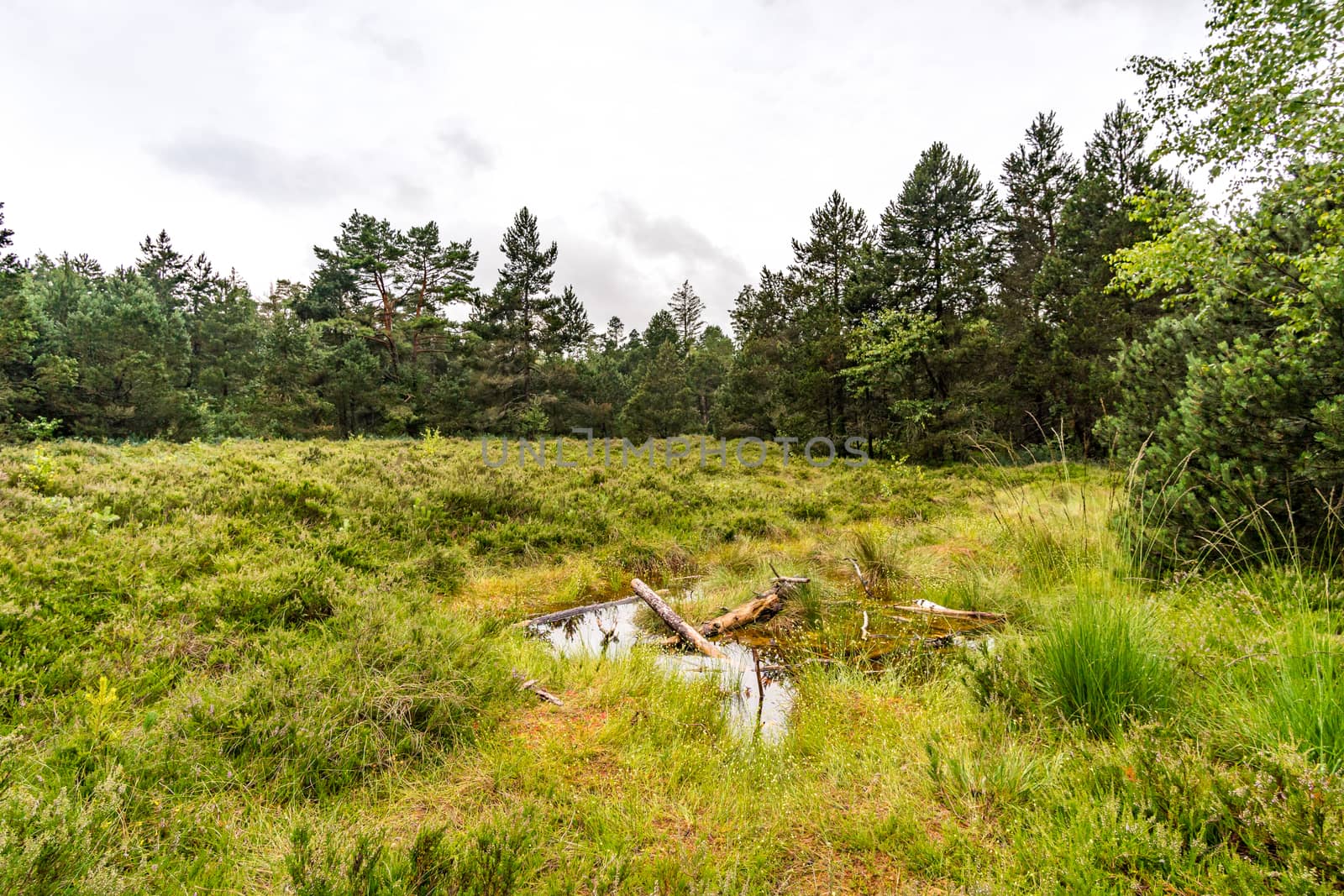 The beautiful nature reserve Wilhelmsdorf Pfrunger Ried in Upper Swabia near Ravensburg and Lake Constance