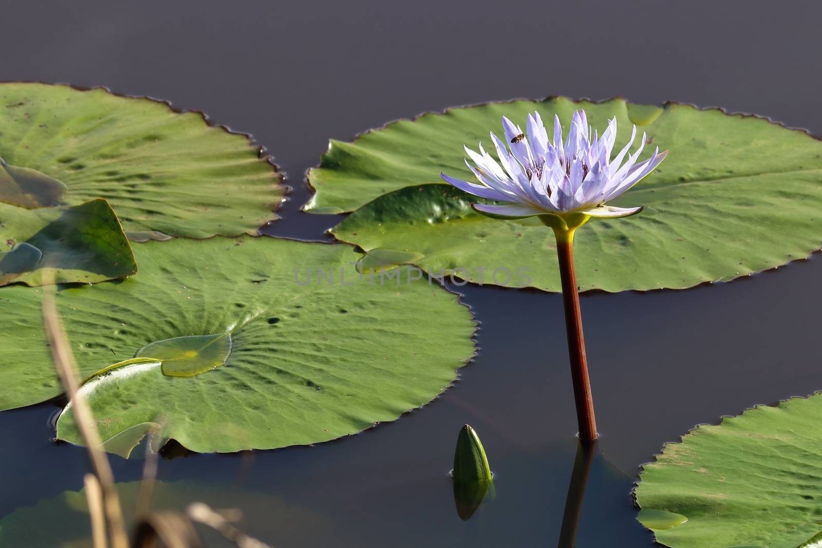 Cape Waterlily And Lily Pads On Pond (Nymphaea nouchali) by jjvanginkel