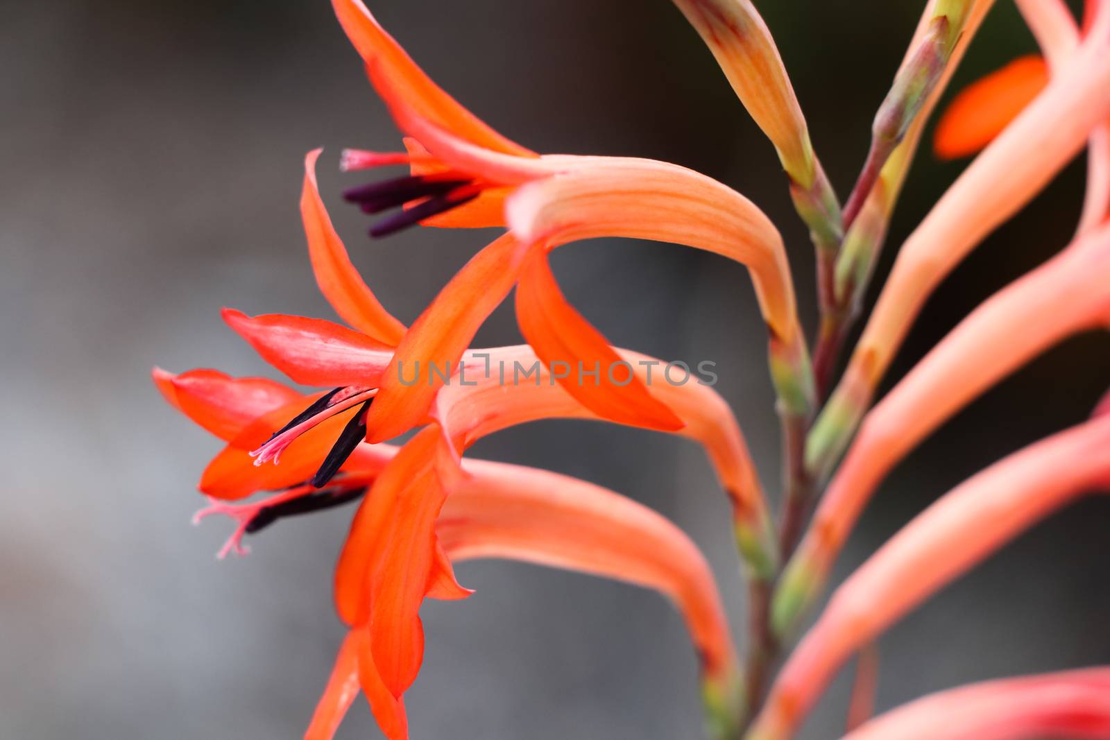 Vibrant red summer watsonia flowers (Watsonia pillansii) on stalk, George, South Africa