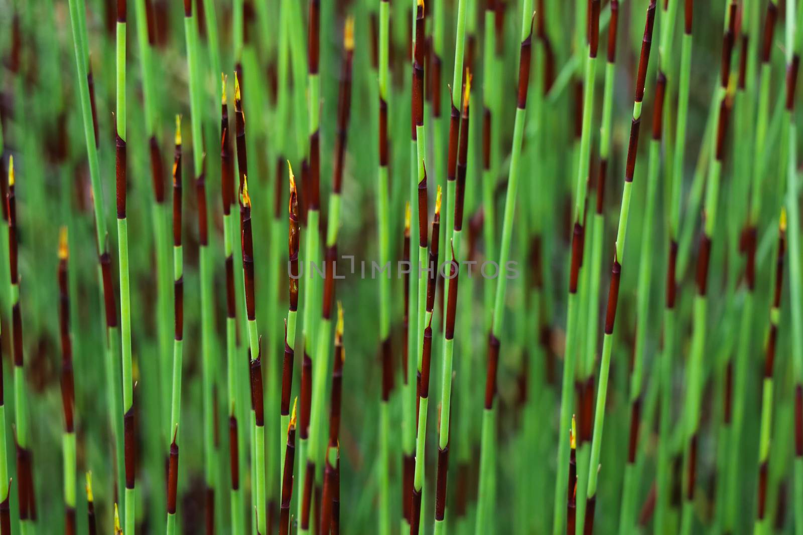 Vibrant green cape thatching reed (Chondropetalum tectorum) restio plant, George, South Africa