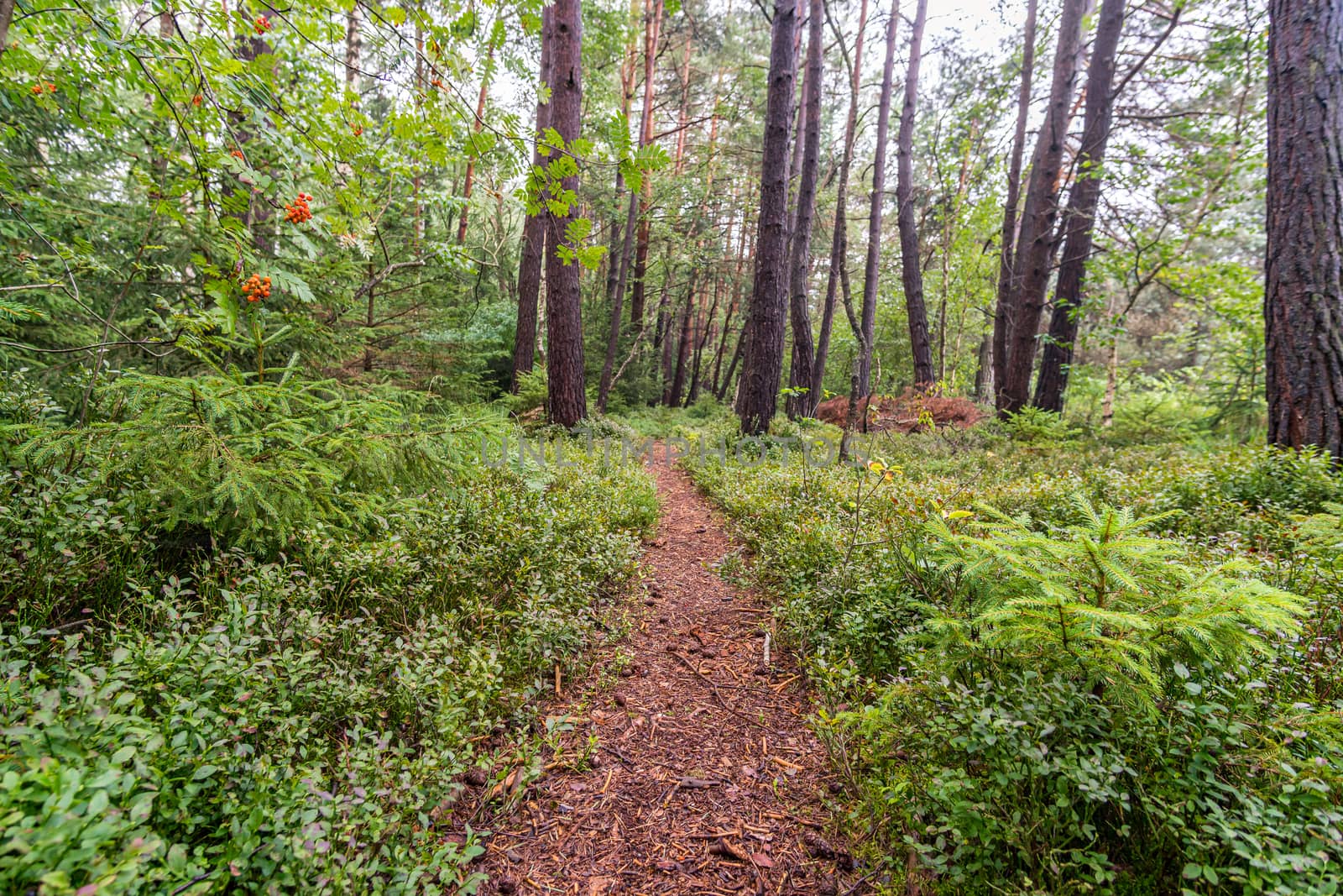 The beautiful nature reserve Wilhelmsdorf Pfrunger Ried in Upper Swabia near Ravensburg and Lake Constance