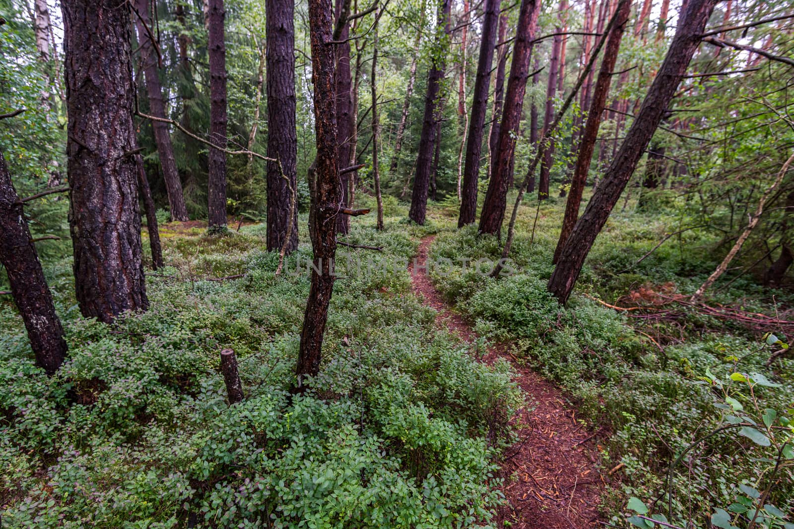 The beautiful nature reserve Wilhelmsdorf Pfrunger Ried in Upper Swabia near Ravensburg and Lake Constance