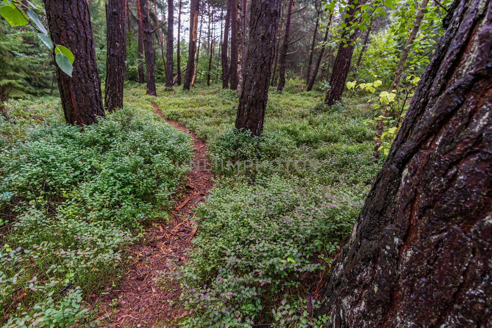 The beautiful nature reserve Wilhelmsdorf Pfrunger Ried in Upper Swabia near Ravensburg and Lake Constance