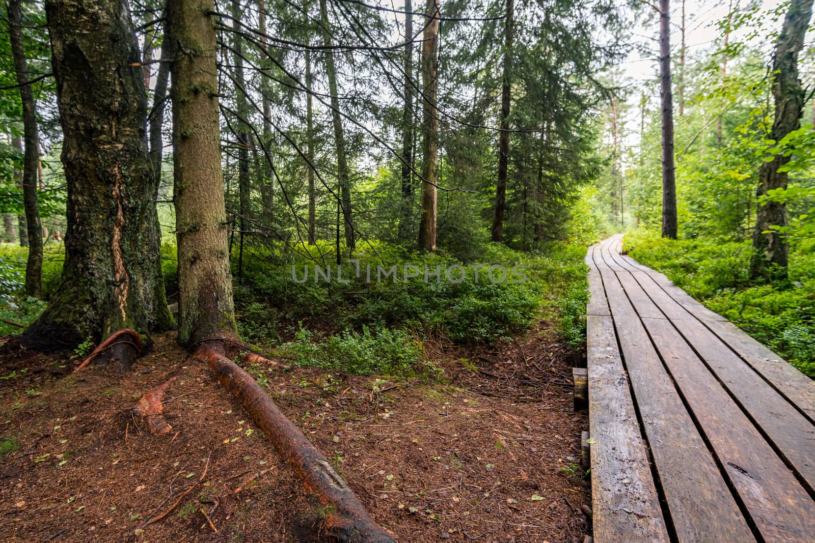 The beautiful nature reserve Wilhelmsdorf Pfrunger Ried in Upper Swabia near Ravensburg and Lake Constance