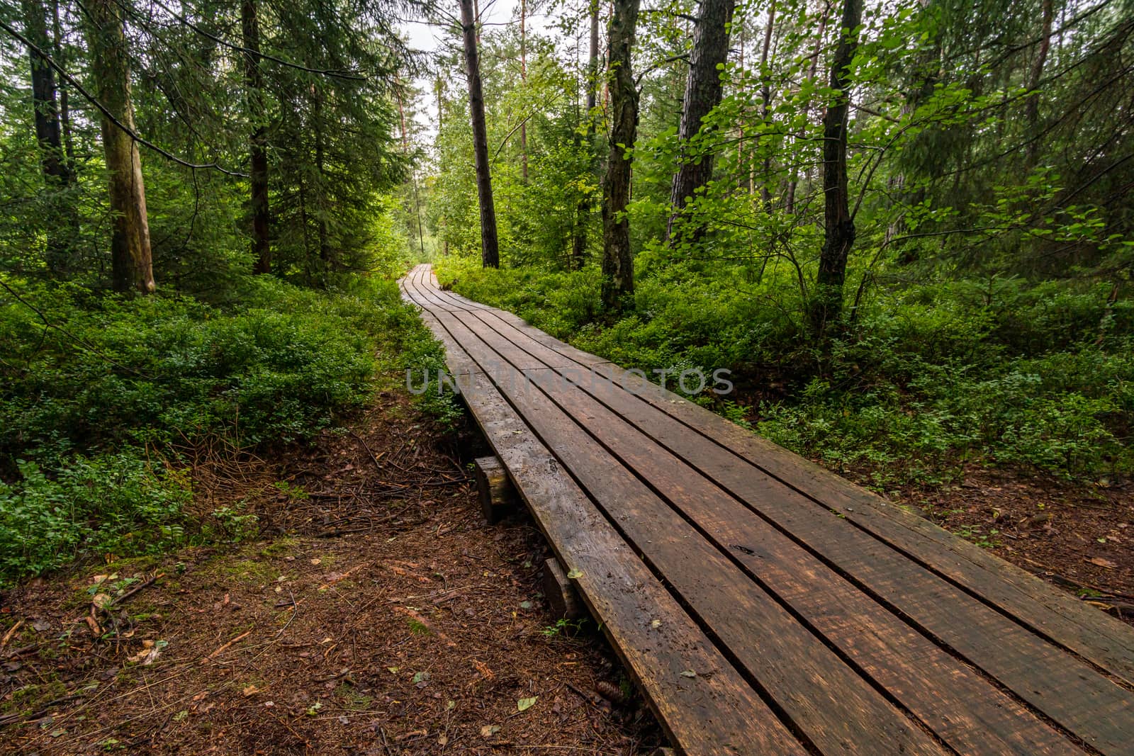 The beautiful nature reserve Wilhelmsdorf Pfrunger Ried in Upper Swabia near Ravensburg and Lake Constance