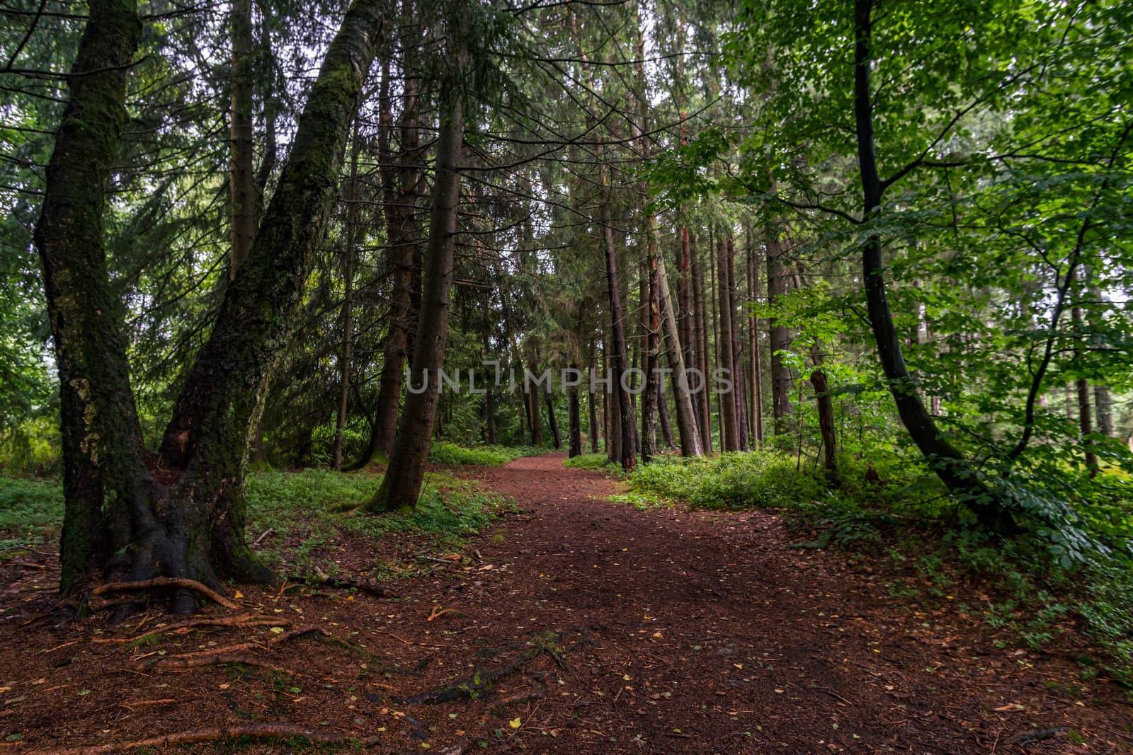 The beautiful nature reserve Wilhelmsdorf Pfrunger Ried in Upper Swabia near Ravensburg and Lake Constance