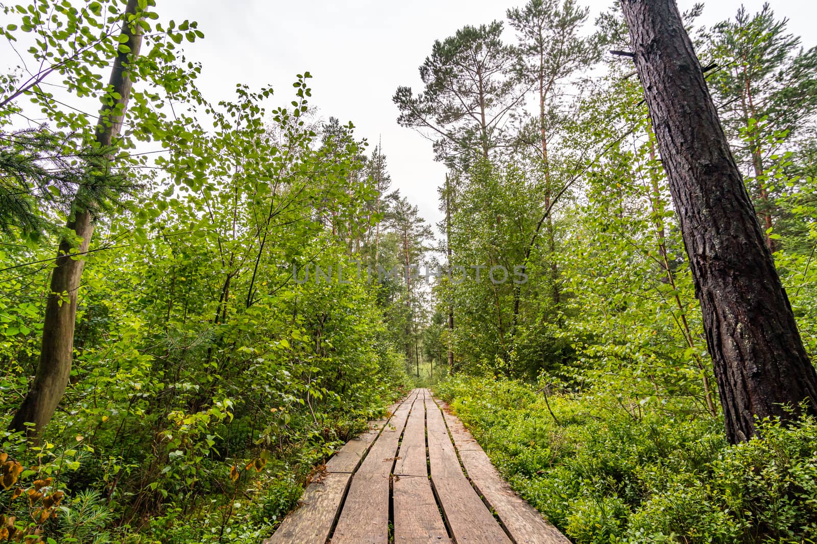 Nature reserve Wilhelmsdorf Pfrunger Ried in Upper Swabia by mindscapephotos