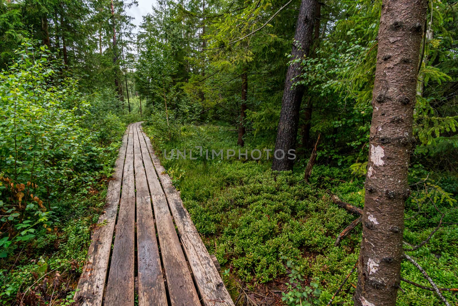 The beautiful nature reserve Wilhelmsdorf Pfrunger Ried in Upper Swabia near Ravensburg and Lake Constance