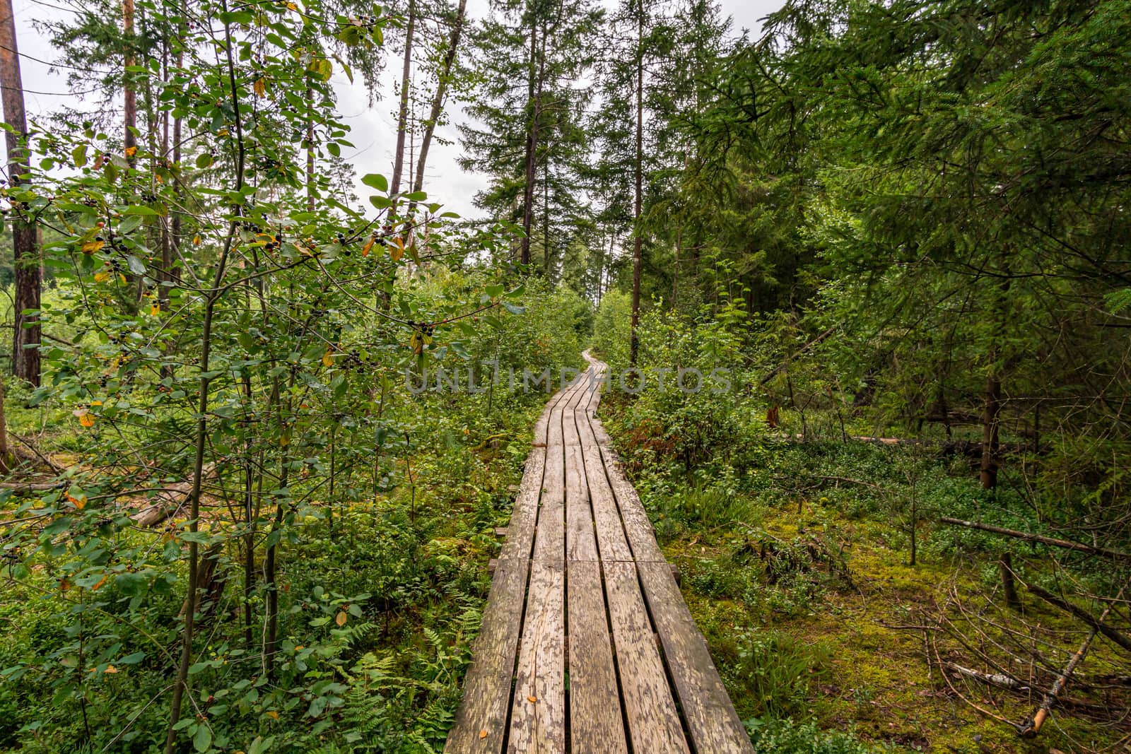 Nature reserve Wilhelmsdorf Pfrunger Ried in Upper Swabia by mindscapephotos