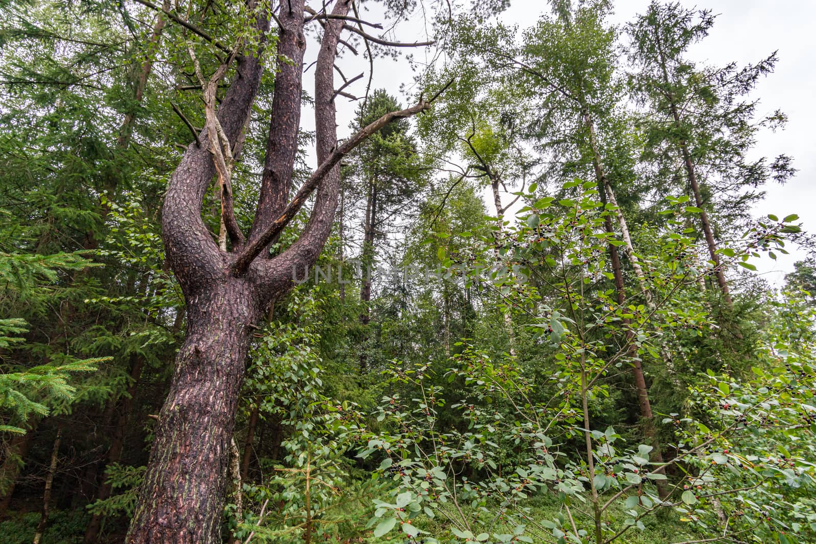 Nature reserve Wilhelmsdorf Pfrunger Ried in Upper Swabia by mindscapephotos