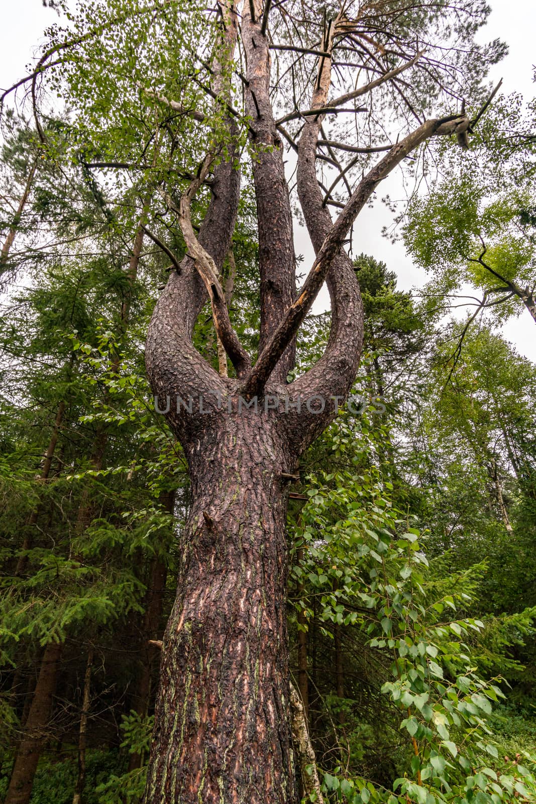 Nature reserve Wilhelmsdorf Pfrunger Ried in Upper Swabia by mindscapephotos