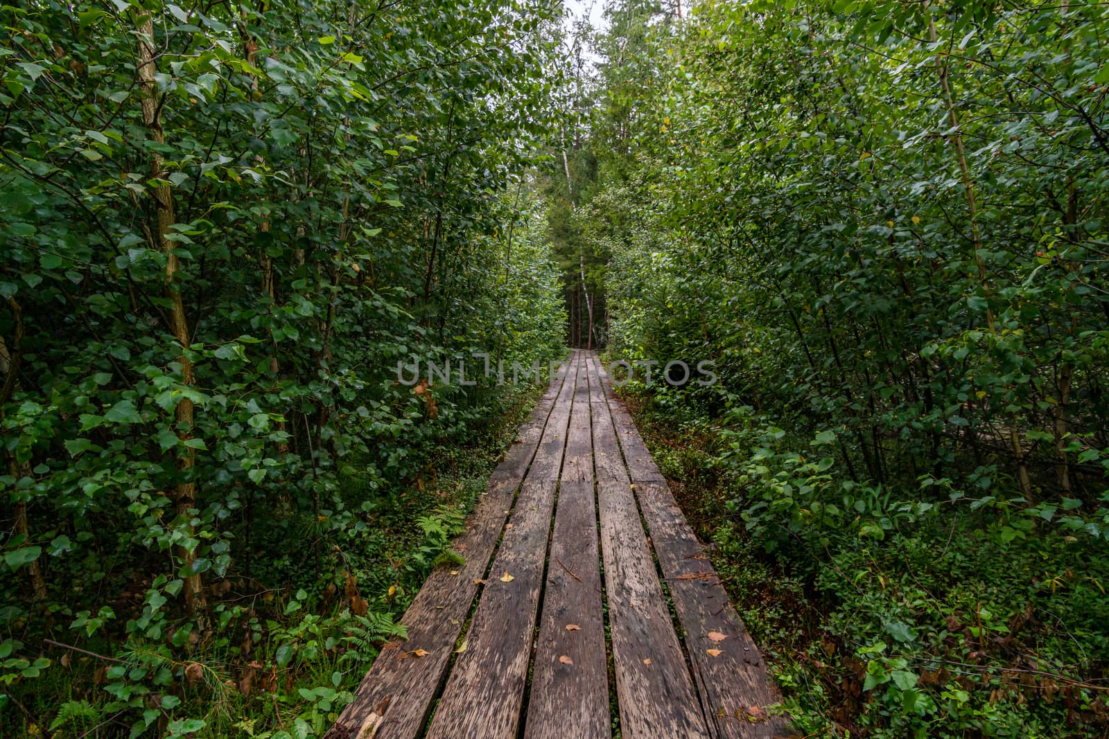 The beautiful nature reserve Wilhelmsdorf Pfrunger Ried in Upper Swabia near Ravensburg and Lake Constance