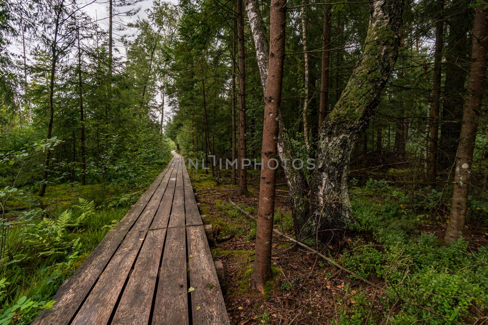 The beautiful nature reserve Wilhelmsdorf Pfrunger Ried in Upper Swabia near Ravensburg and Lake Constance