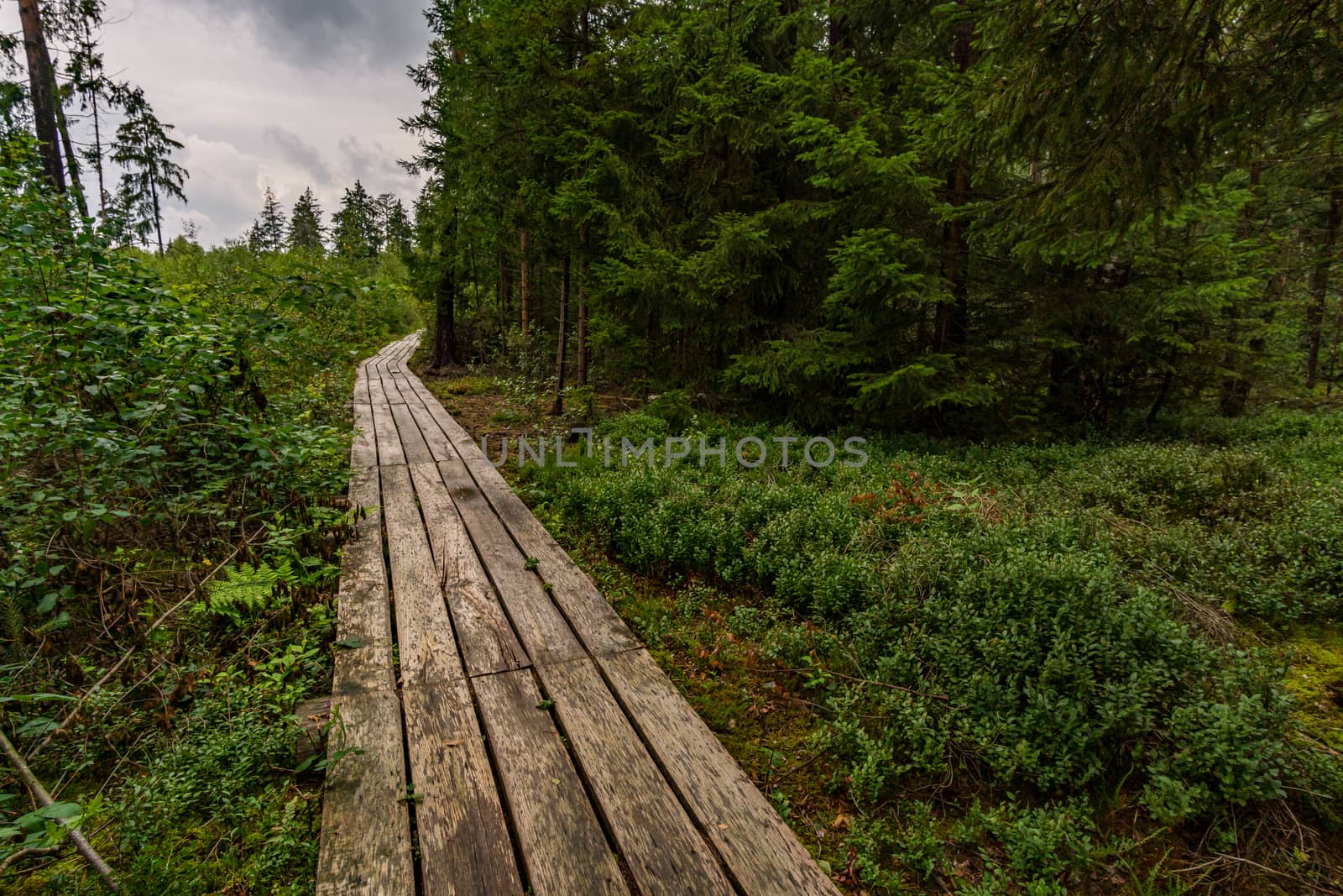 The beautiful nature reserve Wilhelmsdorf Pfrunger Ried in Upper Swabia near Ravensburg and Lake Constance