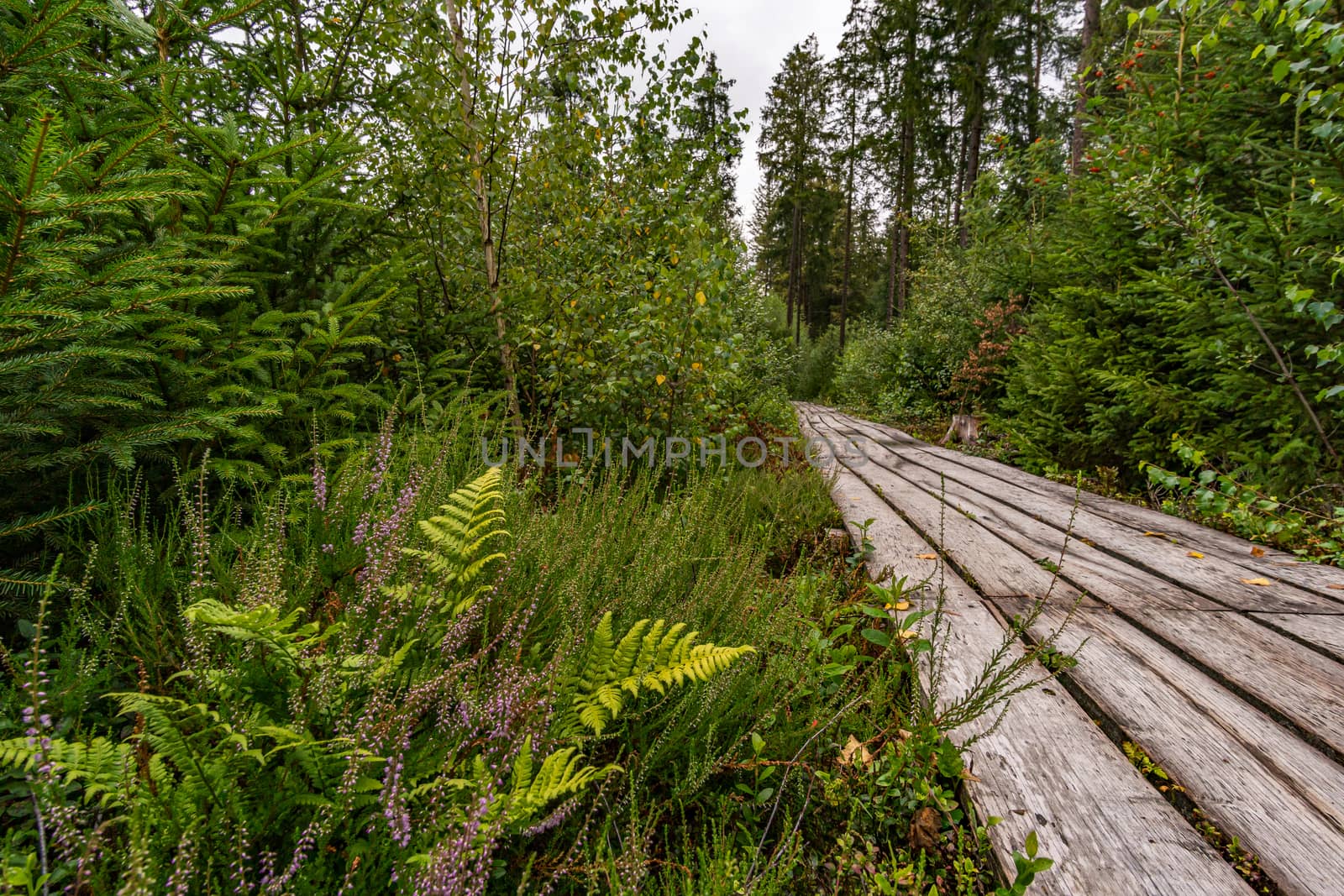 The beautiful nature reserve Wilhelmsdorf Pfrunger Ried in Upper Swabia near Ravensburg and Lake Constance