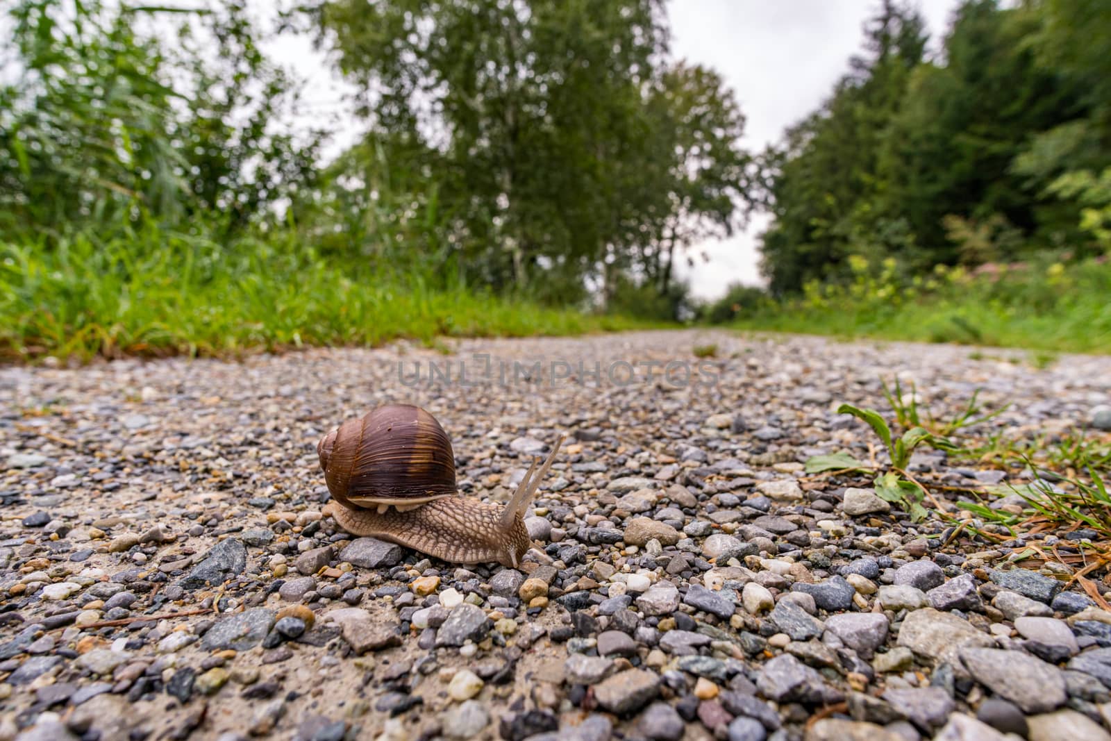 Nature reserve Wilhelmsdorf Pfrunger Ried in Upper Swabia by mindscapephotos