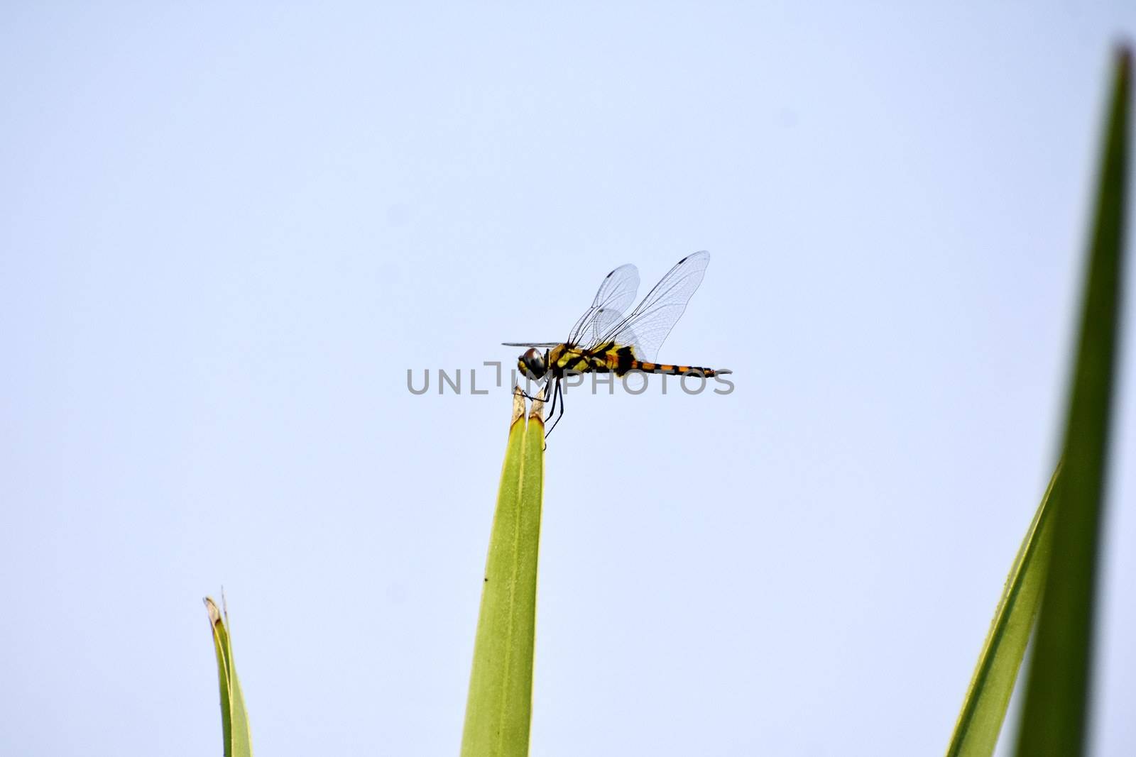 Dragonfly by ravindrabhu165165@gmail.com