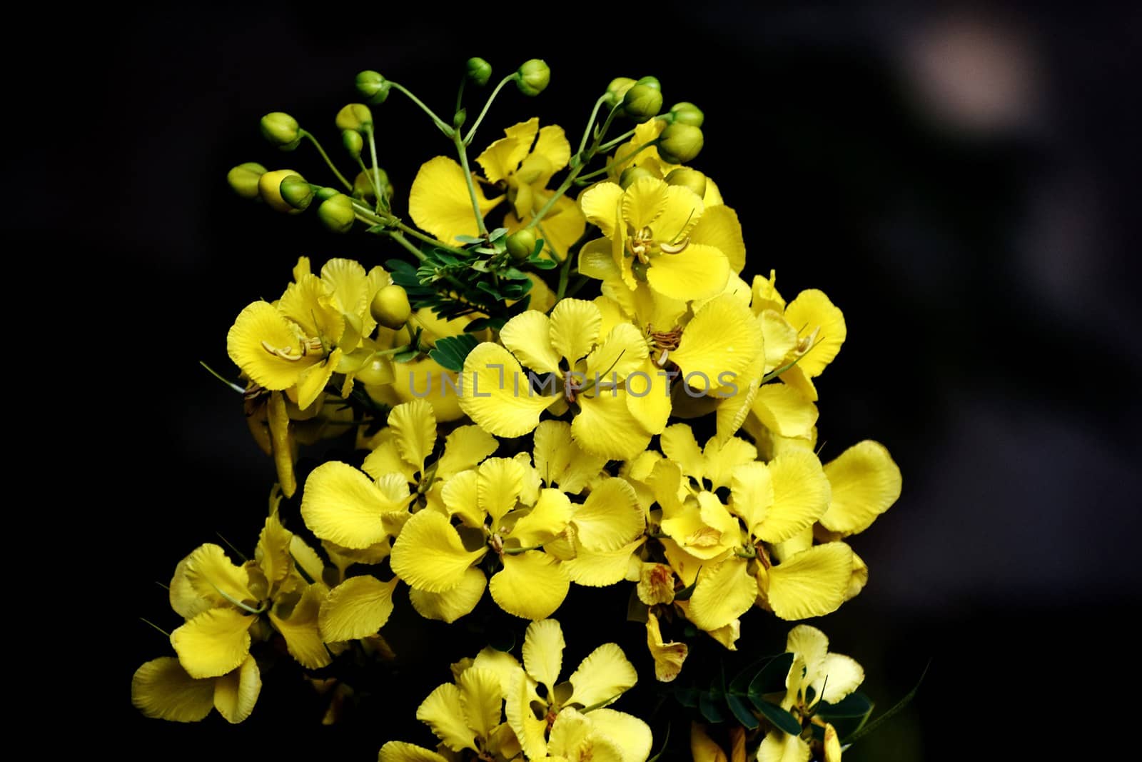 Bunch of yellow flower