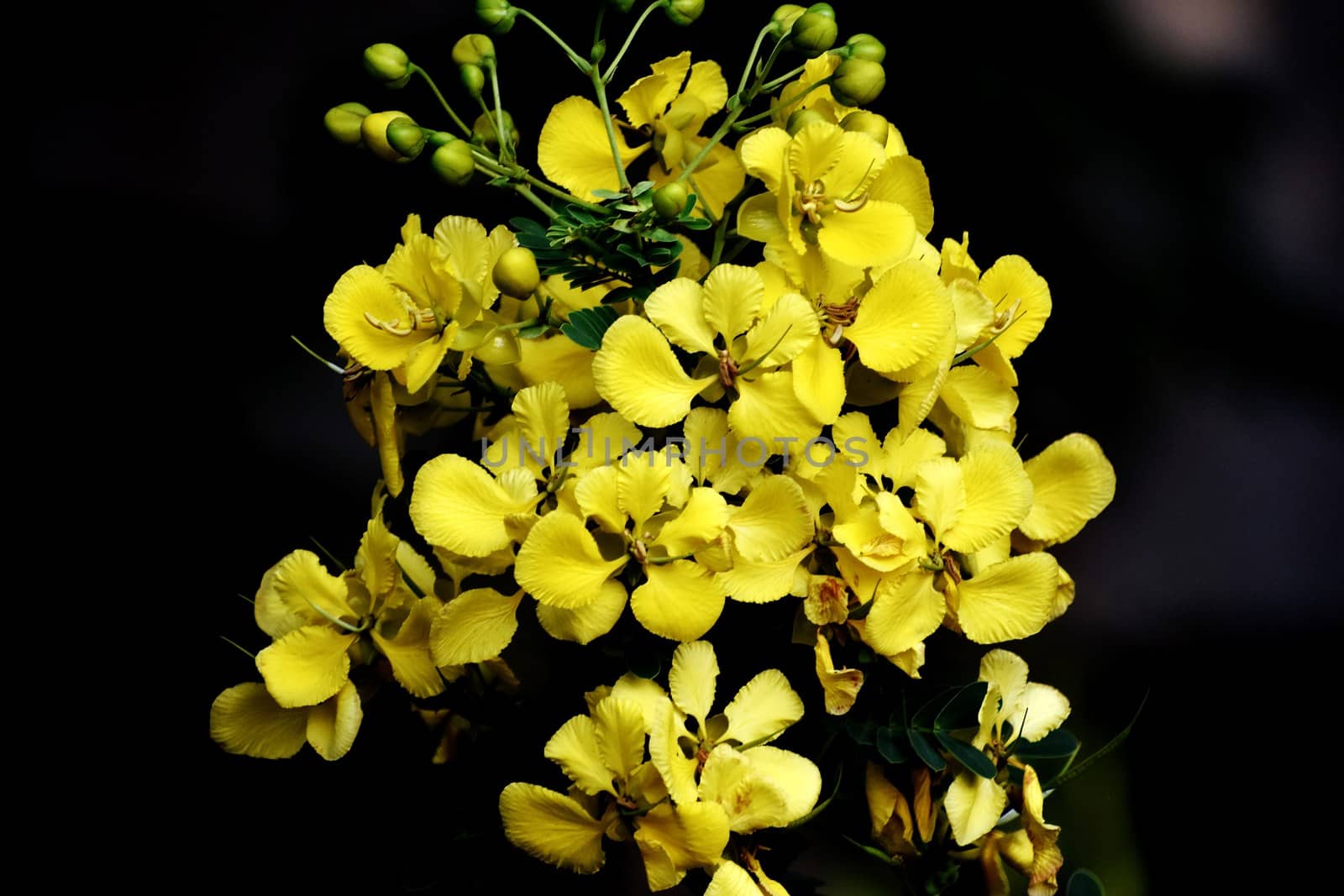 Bunch of yellow flower by ravindrabhu165165@gmail.com