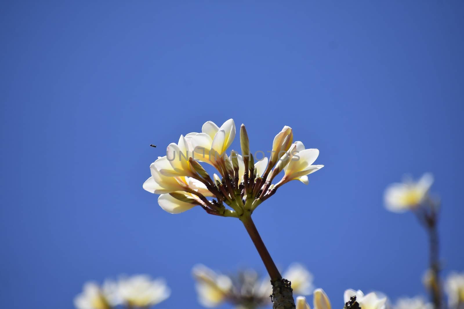 Bunch of white flowers against blue sky by ravindrabhu165165@gmail.com