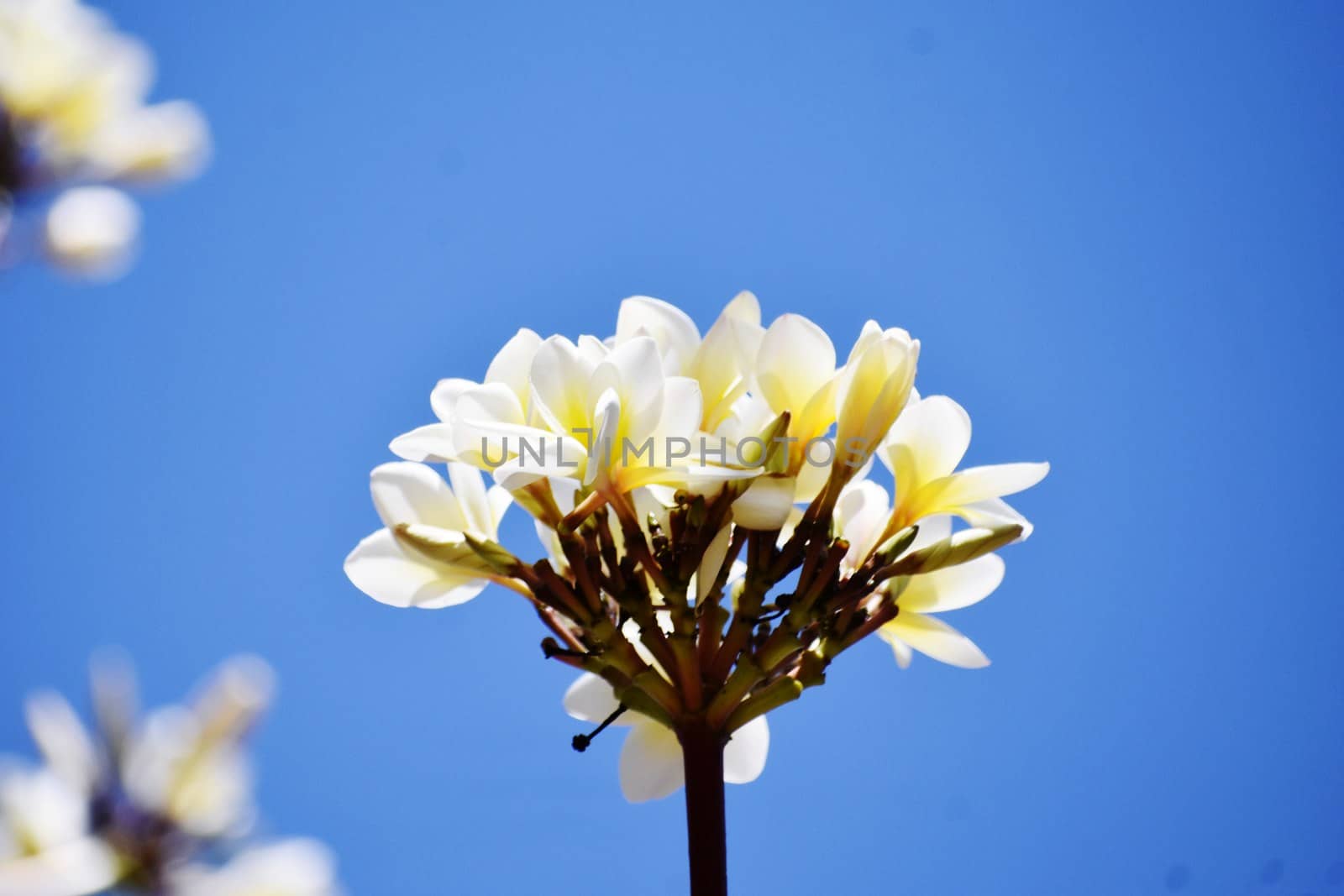 Bunch of white flowers against blue sky by ravindrabhu165165@gmail.com