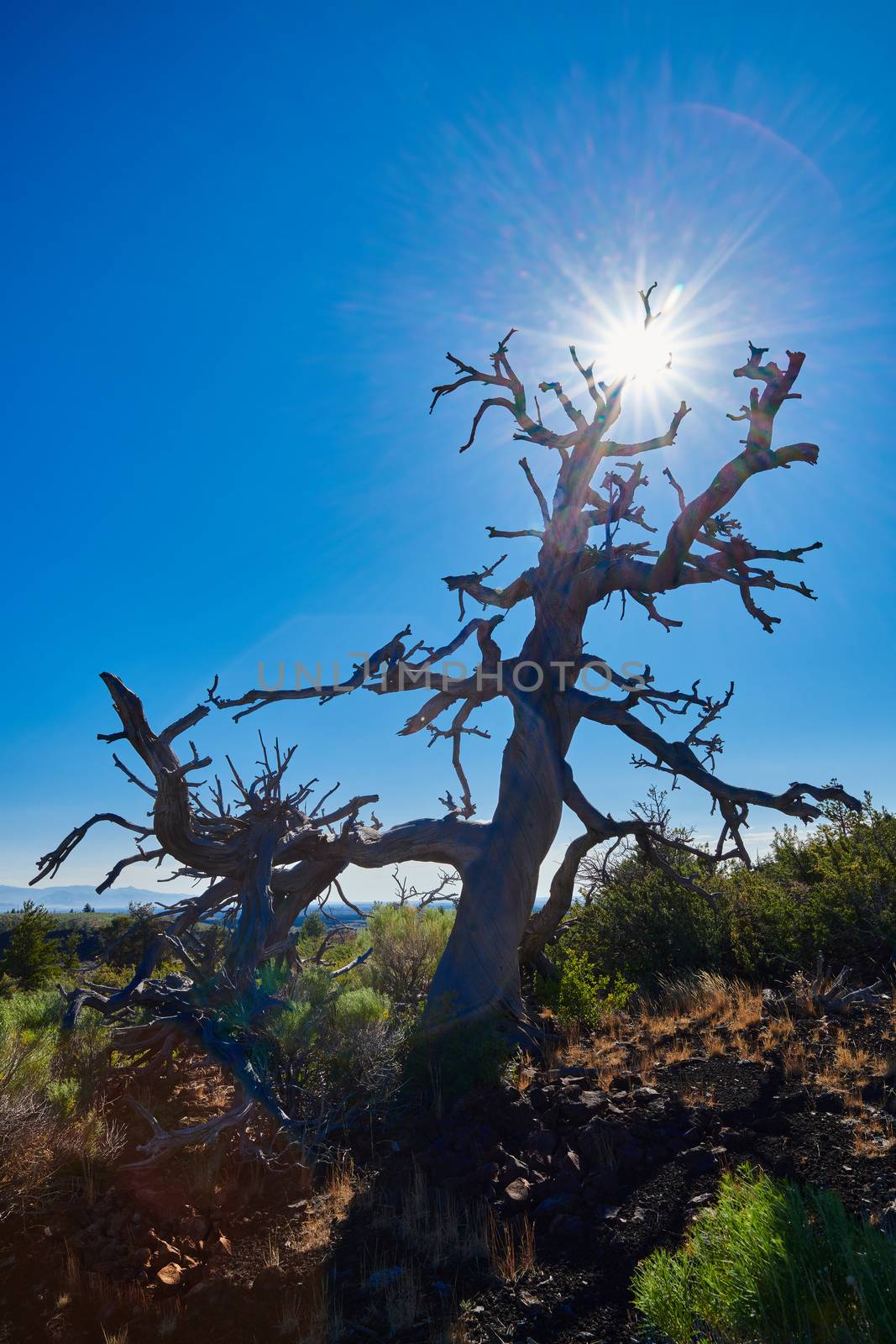 Dead Limber Pine with sun and blue sky.  At Craters of the Moon National Park.