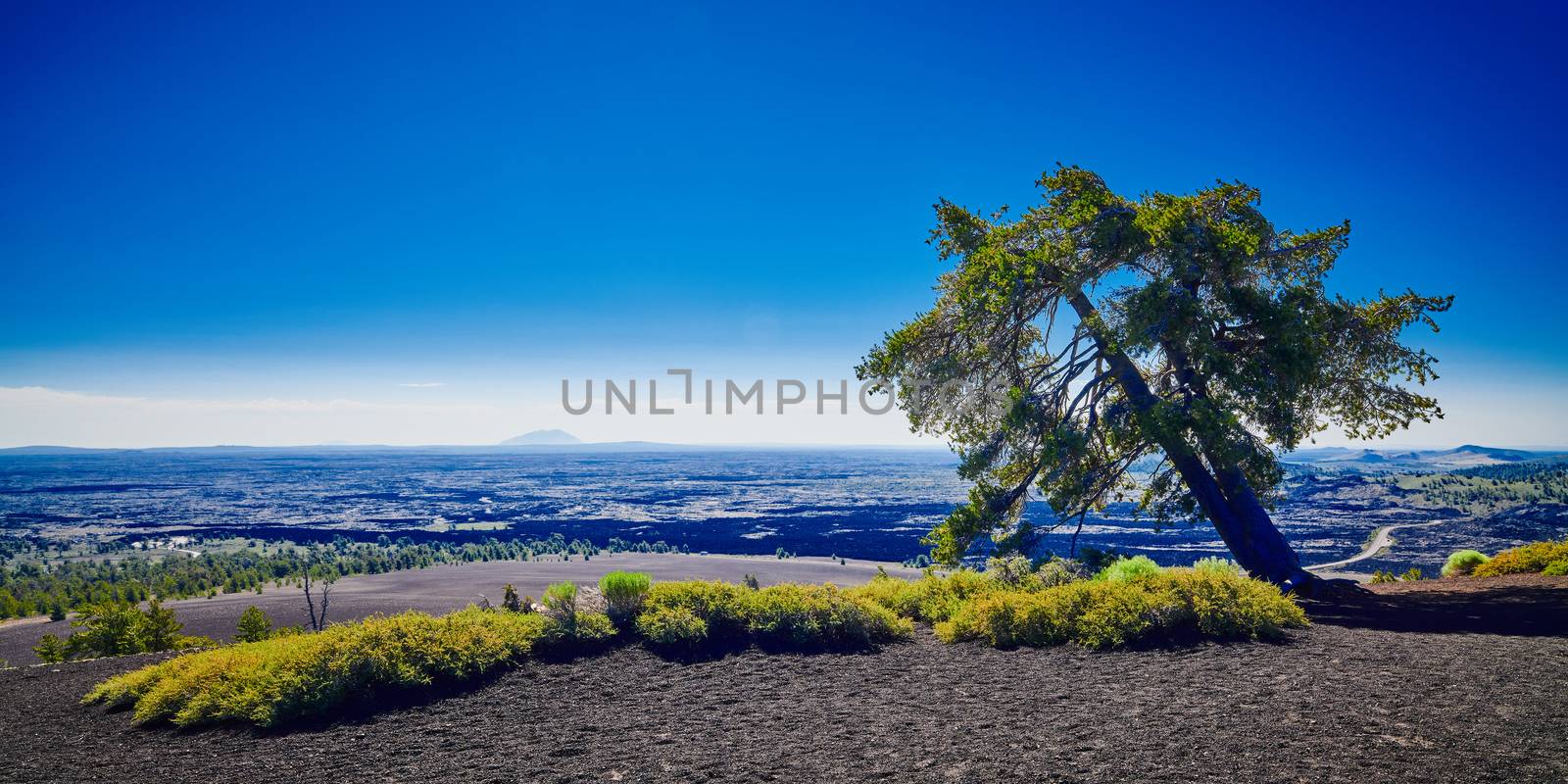 Limber Pine on top of Inferno Cone at Craters of the Moon Nation by patrickstock