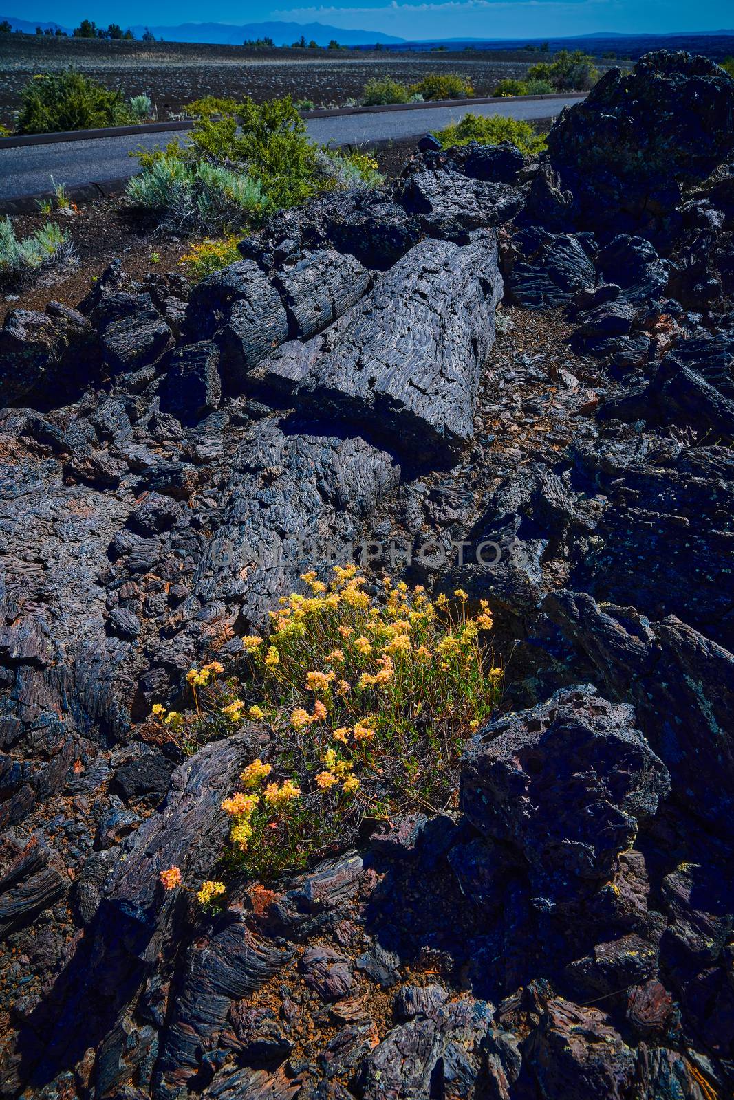 Buckwheat, (Eriogonum), growing amongst the lava flow at Craters by patrickstock