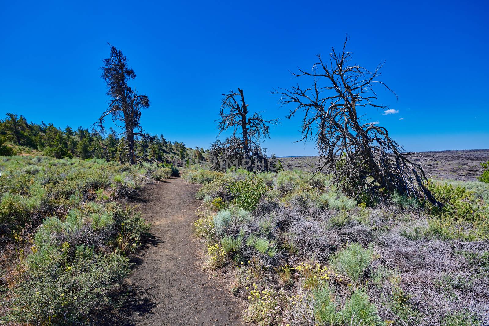 Hiking trail through dead Limber Pines at Craters of the Moon Na by patrickstock